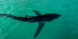 Callao: expertos revelan por qué tiburón apareció en aguas frías de La Punta [VIDEO]