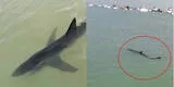 Callao: por presencia de tiburón azul de dos metros, cierran playa Cantolao en La Punta [VIDEO]