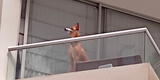 Atan el hocico de un perrito con cinta y lo dejan solo en un balcón de San Miguel [FOTOS]
