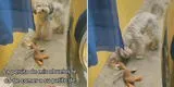 Perrito pone a su patito de juguete junto a su plato para que coman juntos y escena es viral en TikTok