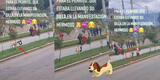 Perrito es captado llevando su silla en plena manifestación en Huancayo y escena conmueve en TikTok [VIDEO]