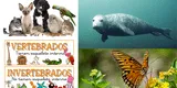 Qué es el reino animal y cuáles son sus características