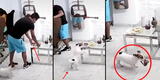 Padre de familia se distrae por atender a su hija y su perrito se aprovecha llevándose su pollito a la brasa [VIDEO]