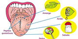 Del paladar al cerebro: comprende el sentido del gusto y sus funciones en la percepción de los alimentos