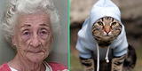 ¡Banda felina! Adulta mayor de 83 años entrenó a sus gatos para robar a sus vecinos [FOTOS]