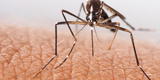 ¿Por qué los mosquitos podrían ser causantes de una nueva pandemia, según la OMS?