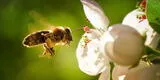 “Qué significa soñar que te pica una abeja", según Mhoni vidente