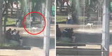Perrito de la calle se pone a jugar en la pileta con un niño que conoce y escena hace llorar: "Tan inocentes" [VIDEO]