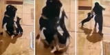 Surco: perrito se lanzó sobre delincuente para salvar de un robo a su dueña [VIDEO]