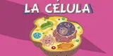 La célula: qué es, cuáles son sus partes y características