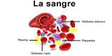 ¿Qué es la sangre y cuáles son sus principales funciones?