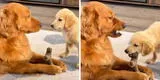TikTok: cachorrito mastica el hueso de su papá y este tiene peculiar reacción que hace reír a todos
