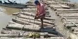 Ucayali: Fiscalía interviene lanchero con 1000 troncos de productos forestales maderables
