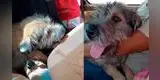 Perrito astuto se sube al auto de una joven distraída y no se mueve hasta lograr ser adoptado: "Ya lo bañe" [VIDEO]