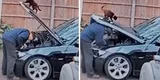 Gatito travieso cierra de casualidad el auto de su dueño cuando este lo reparaba y escena es viral en TikTok