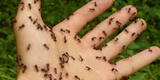¿Qué significa soñar con hormigas que te pican?