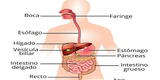 El sistema digestivo en acción: conoce sus funciones y cómo favorecer una digestión saludable