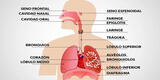 ¿Cuáles son las funciones del sistema respiratorio?