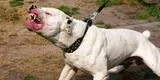 Huaura: menor de dos años quedó desfigurada tras ser atacada por perro pitbull