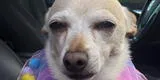 A los 21 años, el chihuahua TobyKeith rompe el récord del perro vivo más longevo del mundo [VIDEO]