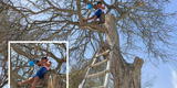 Piura: niña sube a un árbol para captar tener señal y llevar su clase virtual