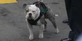 Max, bulldog agredido por extrabajador del Congreso, ahora defenderá mascotas y será policía [VIDEO]