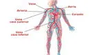 Sistema circulatorio: conoce cuáles son sus órganos y para qué sirven