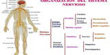 Sistema nervioso: cuáles son sus partes y qué funciones tiene