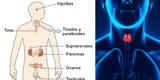 Sistema endocrino: conoce sus partes y cuáles son sus principales funciones