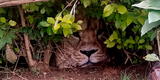 Ven la cara de un león oculto en el arbusto, pero resulta ser una bolsa de supermercado [FOTO]