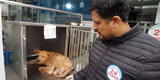 ¡Necesitan un hogar! Más de 10 perritos encontrados en grave estado de salud buscan ser adoptados en Surco