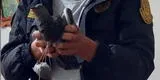 Huancayo: cae paloma que intentaba ingresar droga al penal [VIDEO]
