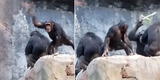 Chimpancé tira piedras a visitantes de zoológico, pero su padre le llama la atención y le da épica lección