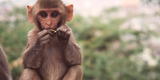 España y Portugal confirman 5 casos de viruela de mono y más de 20 sospechosos