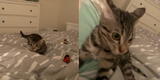 TikTok: gatito da tremendo susto a su dueña tras saltar sobre ella y escena genera risas entre los usuarios