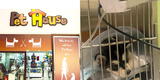 Surco: Denuncian a tienda del Jockey Plaza por vender perrito con parvovirus