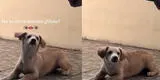 Mujer intenta regañar a su perrito por hacer travesura, pero este se va de un lado a otro y la ignora