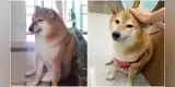 Cheems, el famoso perrito de los stickers de WhatsApp, está delicado de salud: "Vomita todo" [FOTO]