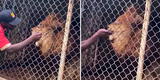 Enfureció a león, le arrancó un dedo y los visitantes pensaron que era una broma [VIDEO]