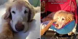 Mujer le compró un carrito a su perro viejito para salir a pasear juntos: "El amor de mi vida ya no puede caminar" [VIDEO]