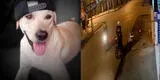 Bruno: el perro héroe que murió por defender a su familia de asalto [VIDEO]