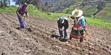 Huaraz: Productores de papa afectados por alza de precios de fertilizantes