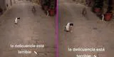 “¿Atún o plomo?”: banda de gatos callejeros interceptan a joven y la 'obligan' a cambiar de ruta [VIDEO]
