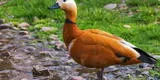 ¿Qué significa soñar con patos? conoce qué simbolizan y por qué es de buena suerte