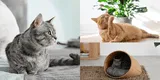 ¿Cómo decorar tu hogar si tienes un gato?