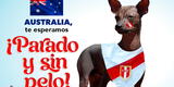 “Parado y sin pelo”: Día del Perro peruano se celebra un día antes del partido de repechaje entre Perú y Australia