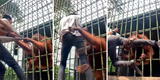 Orangután ataca a influencer que lo grabó para subir contenido a sus redes sociales: “Pensé que me mataría” [VIDEO]