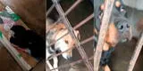 Surquillo: denuncian a la municipalidad por maltrato animal a brigada canina