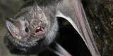 Avistamientos de murciélagos aumenta en 50 % en La Molina, Surco, San Isidro y Miraflores [VIDEO]