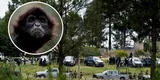 México: mono vestido de sicario es abatido en enfrentamiento armado de narcos